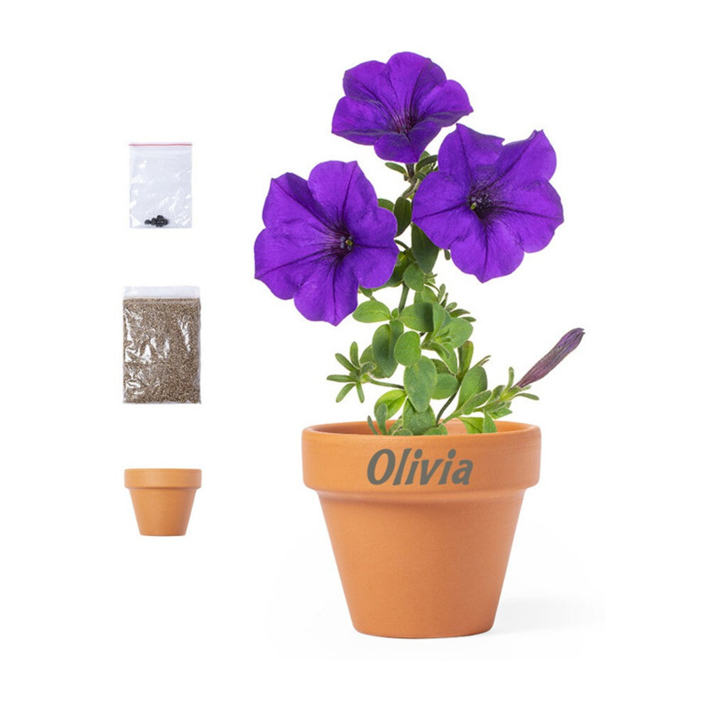 Maceta de terracota con semillas de petunia
